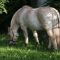2013-06-22-fjordturnier-abend_0009