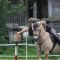2013-06-23-fjordturnier_0192