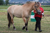 Braunfalb