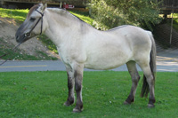 Graufalb