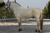 Hellfalb