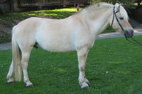 Rotfalb