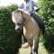 hengst_birk3_gr